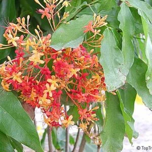 Asoka - Saraka asoca