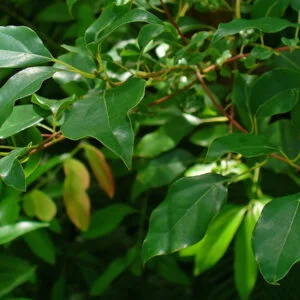 Karpura - Cinnamomum Camphora