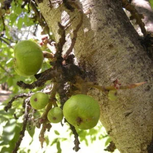 Udumbara - Ficus racemosa