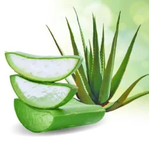 Ghrta Kumari - Aloe vera