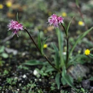 Jatamansi - Nordostachys jatamansi