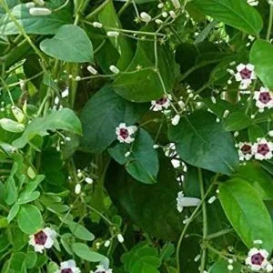 Gandha prasarani - Paederia foetida