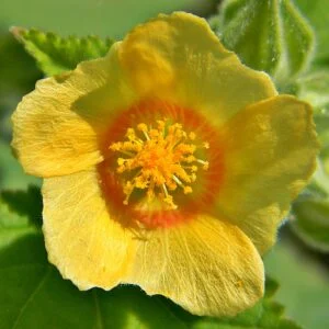 Bala - Sida cordifolia