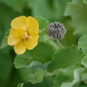 ATIBALA - Abution indicum