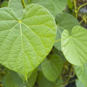 GUDUCHI (TINOSPORA)