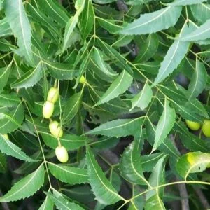 Nimba - Azadirachta indica