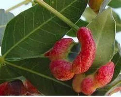 Karkata Srngi - Pistacia integerrima