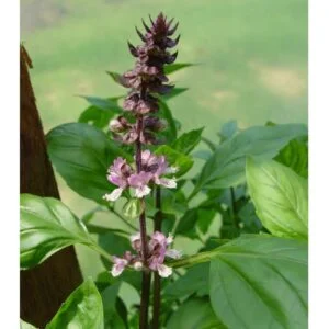 Tulasi - Ocimum sanctum