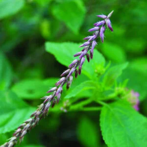 Apamarga -Achyranthes aspera