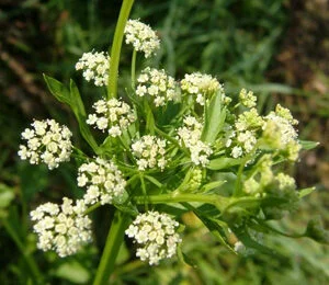 Ajamoda - Apium graveolens