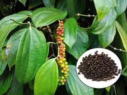 Maricha - Piper nigrum