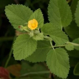 Naga Bala - Sida Veronicaefolia