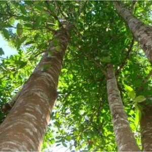 Aguru - Aqualaria agollacha