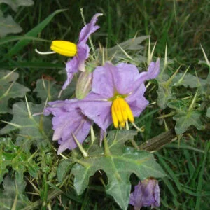 Kantakari  - Solanum xanthocarpurn