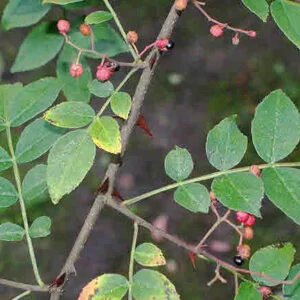 Tejohva - Zanthoxylum alatum