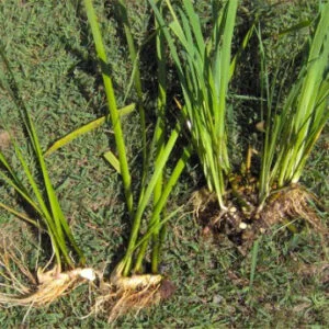 Vacha - Acorus calamus