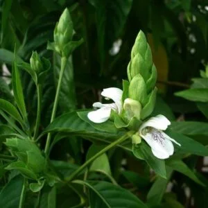 Vasa - Adhathoda vasica