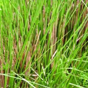 Usira - Andropogon  muricatus